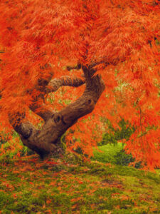 Zen Tree